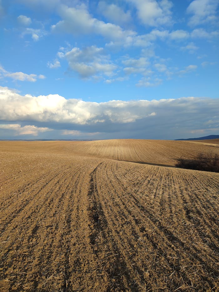 Rozległe pola uprawne pod pogodnym niebem.
